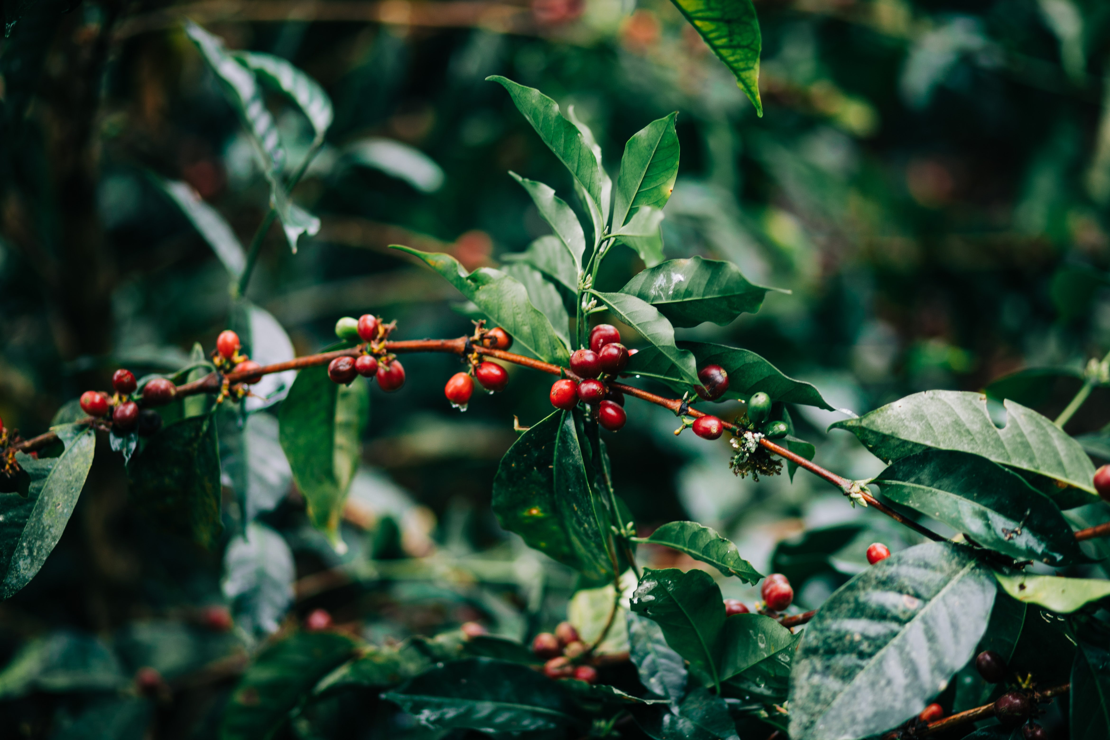 Microlote de Café Verde (Geisha)